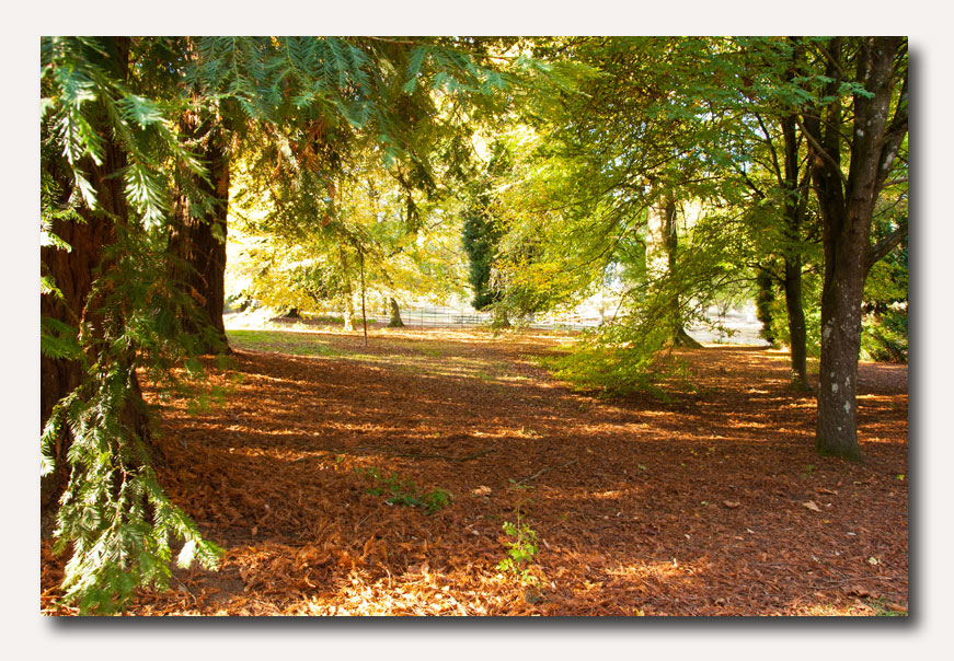 Batsford Arboretum is tucked away on a south facing escarpment of the famous Cotswold Hills.  Batsford contains around 2,900 trees, with a large collection of Japanese maples, magnolias and pines. It maintains the national collection of Japanese Flowering Cherry. A delightful place to visit...