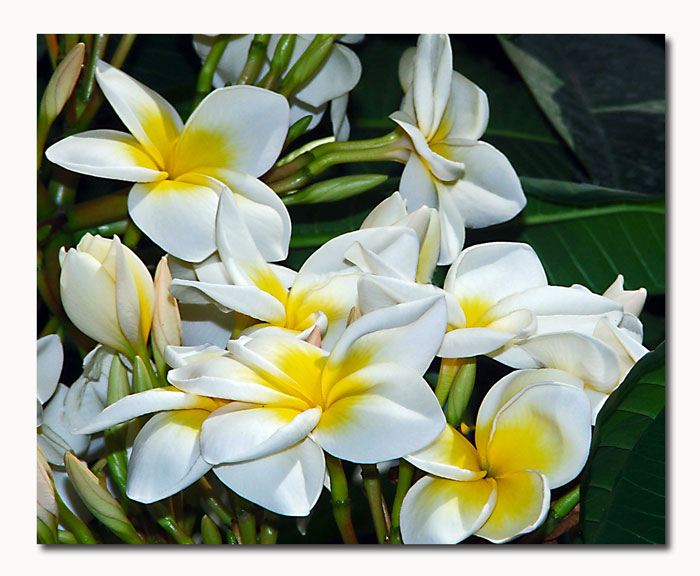 My collection of beautiful flower photo's...