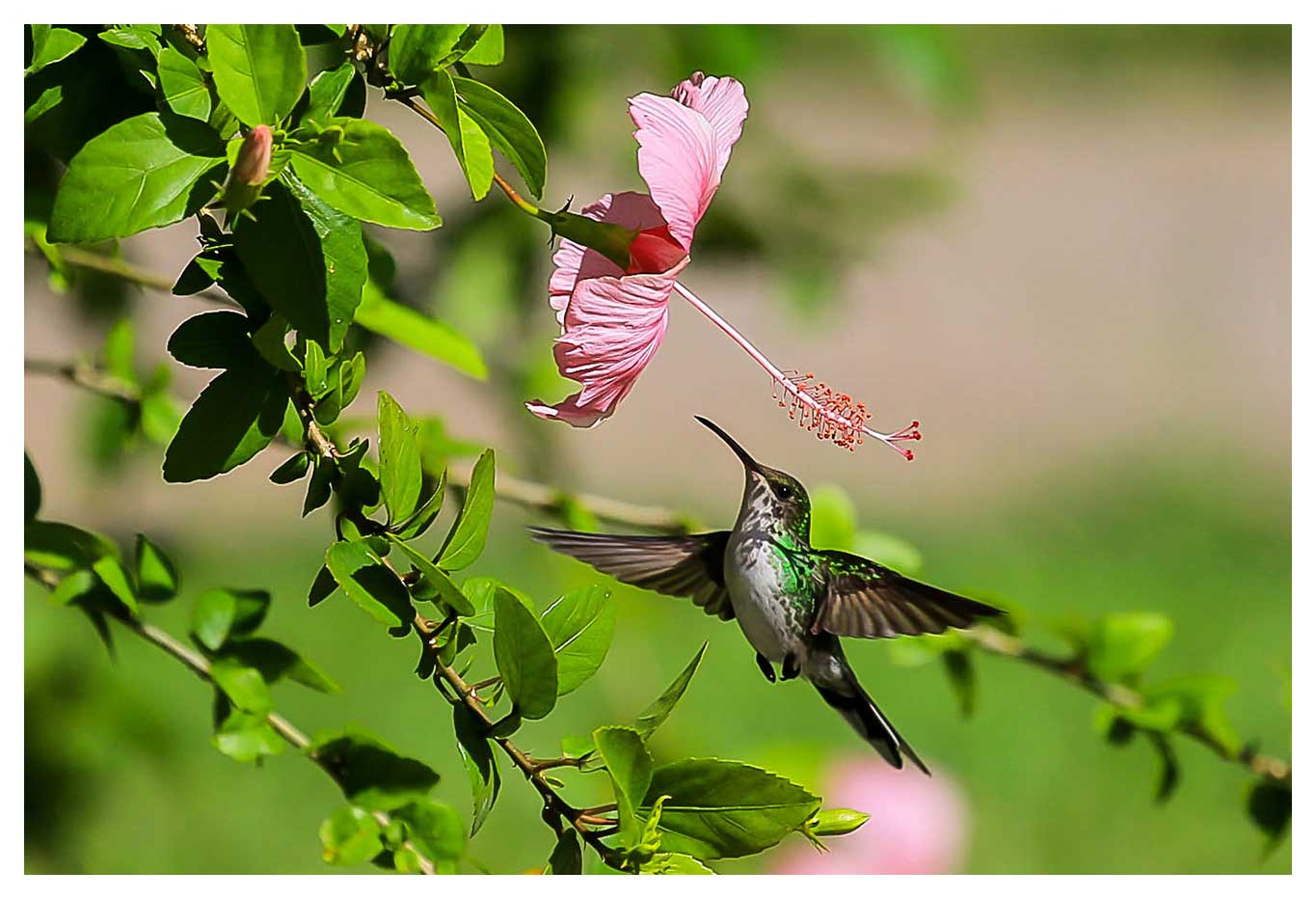 Ron Coopers appreciation of the worlds beautiful birds that he has photographed at various locations across the world...