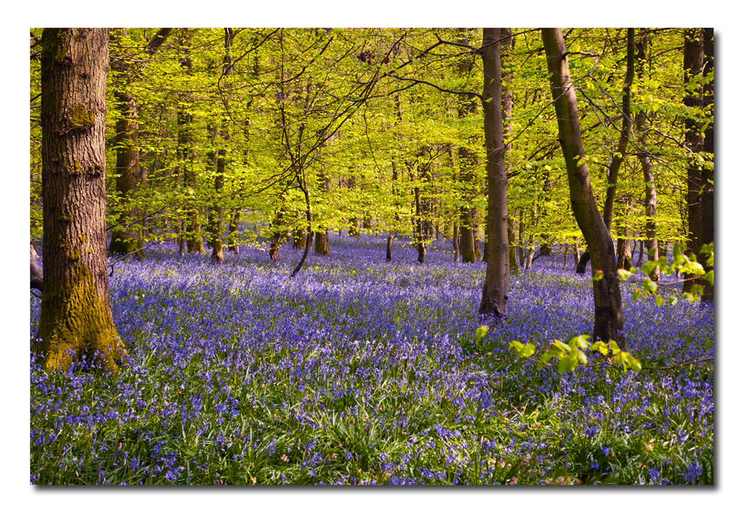 There isnt a finer floral sight than blankets of bluebells, and the Forest of Dean is one of the best places in the UK to see the blossoming flowers.