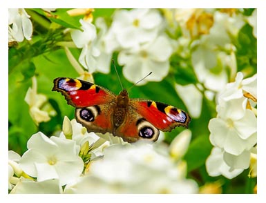 A collection of my butterfly photographs all of which were taken in my garden... Click to view...