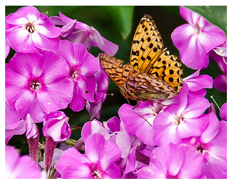 A collection of my favourite photographs relating to my love of nature and wildlife...