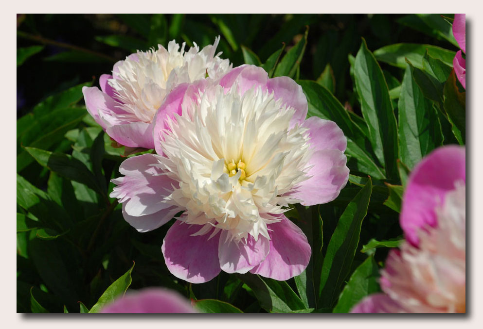 This is my favorite show... awesome beauty...Click for YouTube...