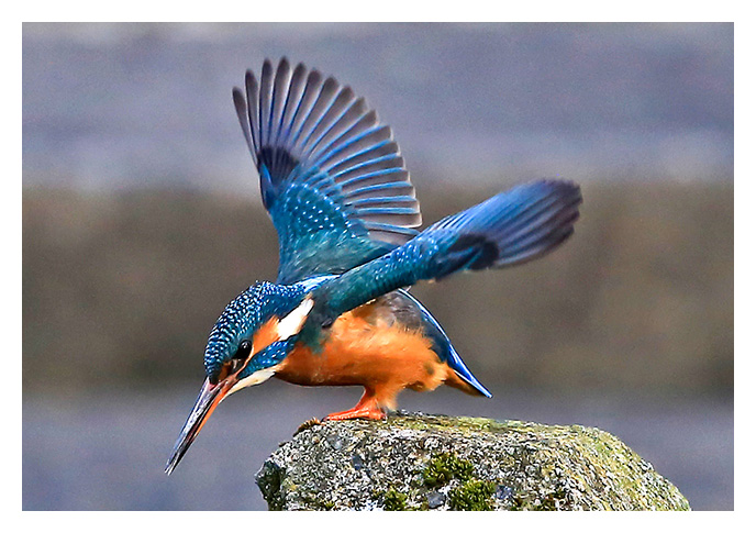A collaboration between Ron Cooper and myself to produce a video of the Majestic Kingfisher... Ron stood for many hours at Pittville Park, Cheltenham, patiently waiting for the star of the show to appear so the he could take these amazing photographs. I for my part had the easier job of producing the video from Ron's beautiful photos...