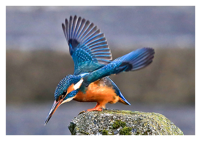 A collaboration between Ron Cooper and myself to produce a video of the Majestic Kingfisher... Ron stood for many hours at Pittville Park, Cheltenham, patiently waiting for the star of the show to appear so the he could take these amazing photographs. I for my part had the easier job of producing the video from Ron's beautiful photos...
