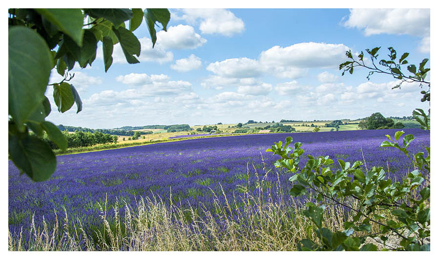 Lavender Farm in the Cotswolds producing a wide range of lavender gifts and toiletries including lavender oils, lavender soaps, dry and culinary lavender.