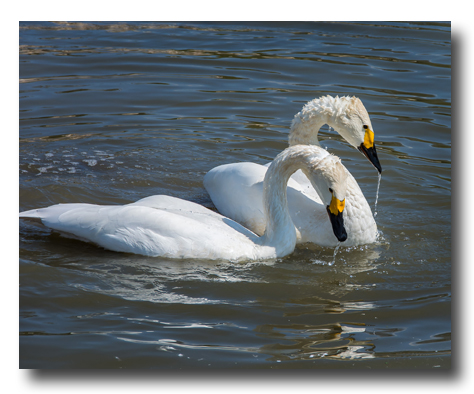 Slimbridge is best known as the home of the Wildfowl and Wetlands Trust's Slimbridge Reserve which was started by Sir Peter Scot and is a popular venue for visitors all the year around