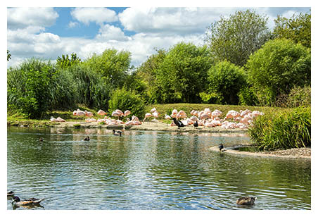 WWT Slimbridge is a wetland reserve managed by the Wildfowl and Wetlands Trust near Slimbridge, Gloucestershire, England . Slimbridge is halfway between Bristol and Gloucester on the estuary of the River Severn.