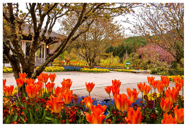 An appeciation of summer in the UK... Click to view...