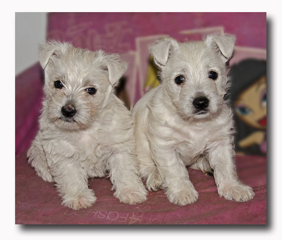 Mia's Last Litter... 2012