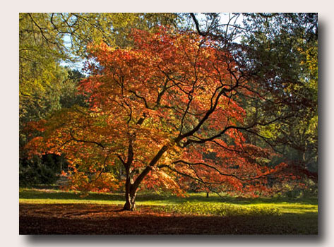 Westonbirt Areboretum - Autumn 2008... Click to download...