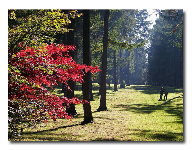 One of the most spectacular tree collections in the world. A place to relax and recharge, a place to learn and a resource for science, not to be missed....